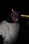 KrampusAuffahrt des MSC Seitenstetten 11016093