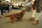 Haustiermesse Wien 2013 11816273