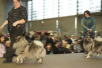 Haustiermesse Wien 2013 11816275