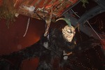 Salzkammergut-Krampuslauf 12477024