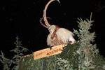 Salzkammergut-Krampuslauf 12477031