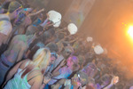 HOLI Festival der Farben Graz 12808160