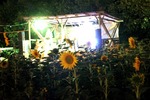 Sunflowerparty