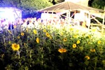 Sunflowerparty 12871053