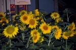 Sunflowerparty