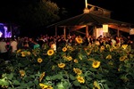 Sunflowerparty 12890346