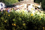 Sunflowerparty 12900819