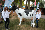 Wiener Wiesn - Eröffnung 12975737