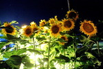 Sunflowerparty mit 