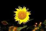 Sunflowerparty mit 