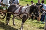 Grosses Sommerfest der freiwilligen Feuerwehr Mareit 13511870