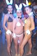 Hot & Wild Bunny Party 1398239