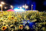 Sunflowerparty 14014178