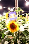 Sunflowerparty 14014180