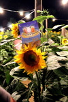 Sunflowerparty 14014181