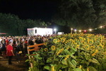 Sunflowerparty mit 