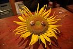 Sunflowerparty - no proub 14796890