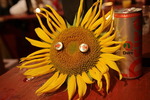 Sunflowerparty - no proub 14796892