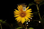 Sunflowerparty - FDH 14801058