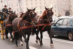 Amadeus Horse Indoors