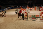 Amadeus Horse Indoors 3166891