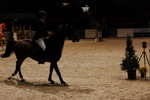 Amadeus Horse Indoors 3166896