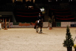 Amadeus Horse Indoors 3166897