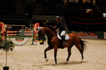 Amadeus Horse Indoors 3166905