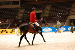 Amadeus Horse Indoors 3166913