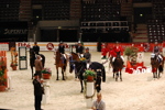 Amadeus Horse Indoors 3166941