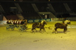 Amadeus Horse Indoors - Gala Abend 3166993