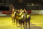 Amadeus Horse Indoors - Gala Abend 3166996