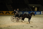 Amadeus Horse Indoors - Gala Abend 3167002