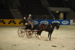 Amadeus Horse Indoors - Gala Abend 3167003