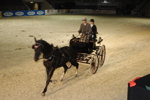 Amadeus Horse Indoors - Gala Abend 3167004