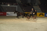 Amadeus Horse Indoors - Gala Abend 3167005