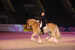 Amadeus Horse Indoors - Gala Abend 3167054