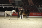 Amadeus Horse Indoors - Gala Abend 3167066