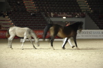 Amadeus Horse Indoors - Gala Abend 3167069