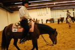 Amadeus Horse Indoors 3167167
