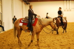 Amadeus Horse Indoors 3167171