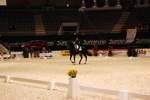 Amadeus Horse Indoors 3167178