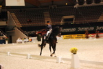 Amadeus Horse Indoors 3167180