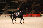 Amadeus Horse Indoors 3167181