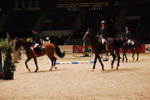 Amadeus Horse Indoors 3167182