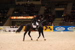 Amadeus Horse Indoors 3167184