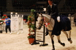 Amadeus Horse Indoors 3167187