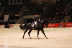 Amadeus Horse Indoors 3167196