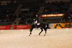Amadeus Horse Indoors 3167197