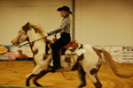 Amadeus Horse Indoors 3167198